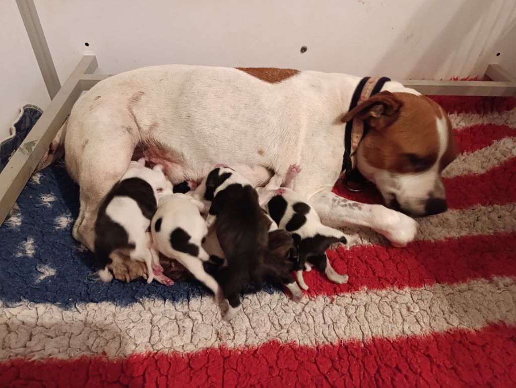 chiot Staffordshire Bull Terrier Du Boules D'azur