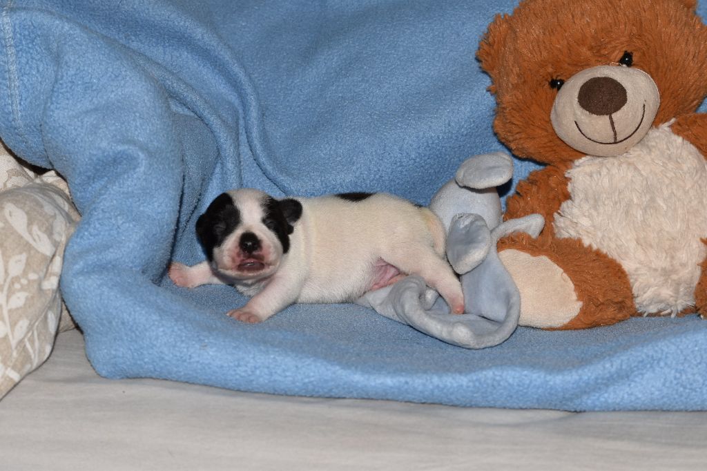 Du Boules D'azur - Chiot disponible  - Staffordshire Bull Terrier