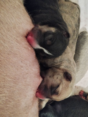 Du Boules D'azur - Bull Terrier Miniature - Portée née le 04/02/2023