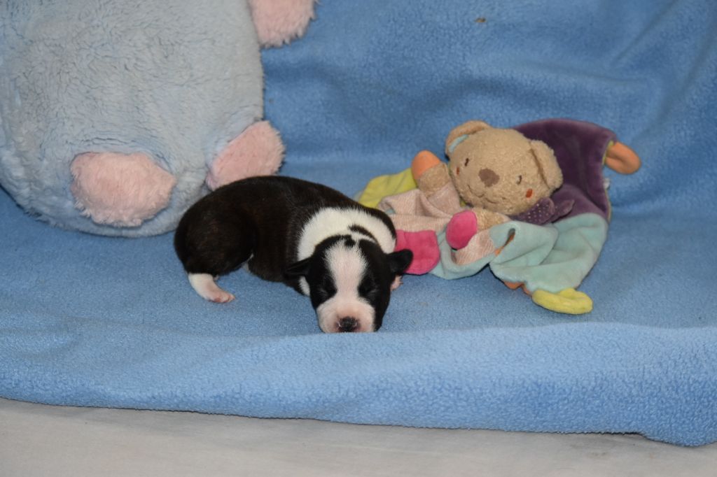 Du Boules D'azur - Chiot disponible  - Staffordshire Bull Terrier