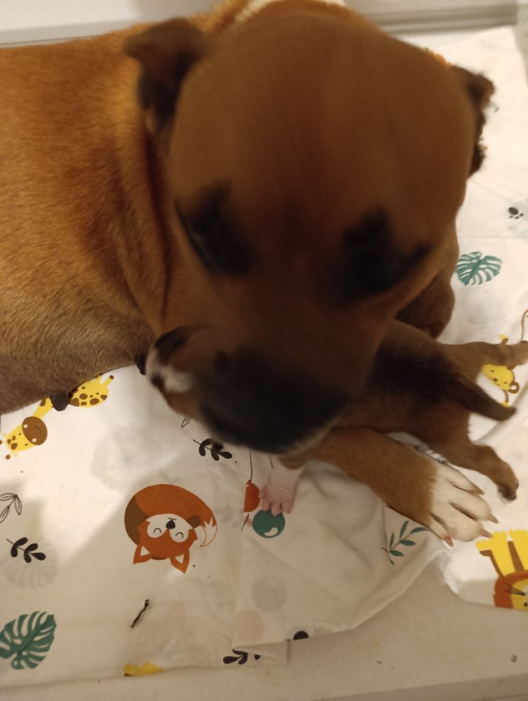 Saika Du Boules D'azur