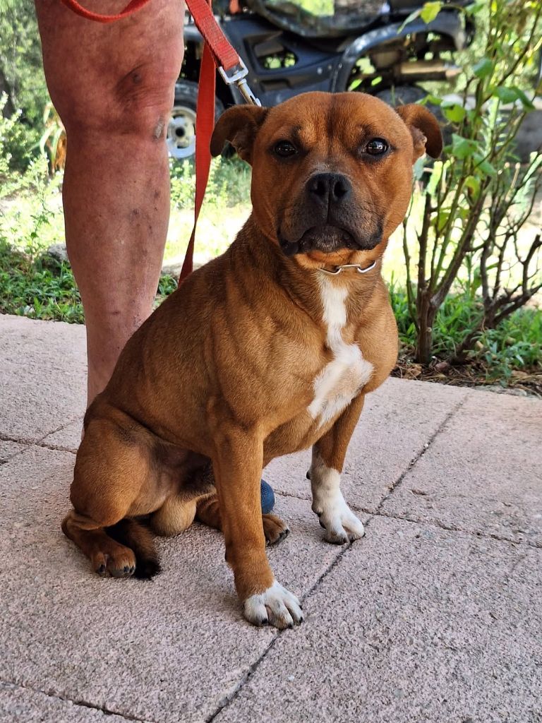 Simba de la ailzallerie