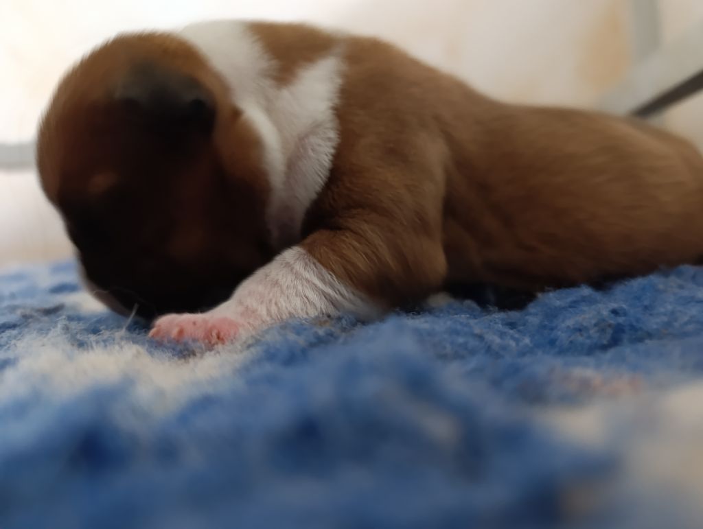 Du Boules D'azur - Chiots disponibles - Staffordshire Bull Terrier