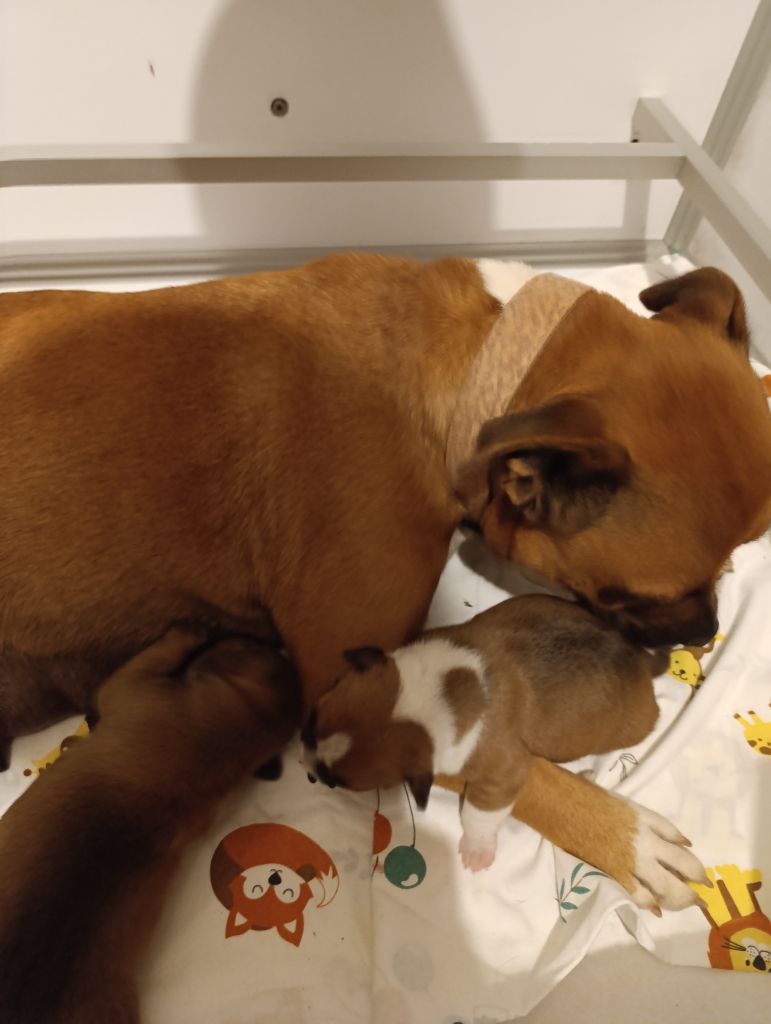 Du Boules D'azur - Staffordshire Bull Terrier - Portée née le 22/09/2025